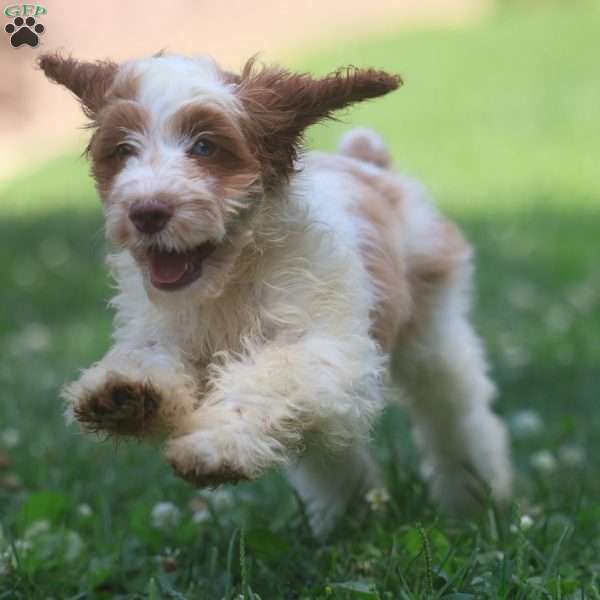 Pretzel, Cavapoo Puppy